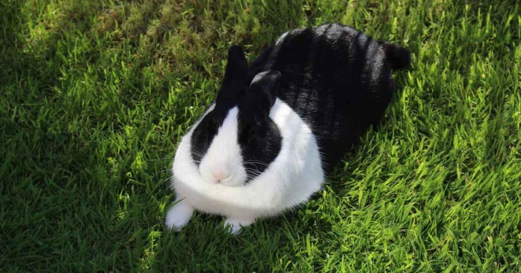 pet-rabbit-featured-image