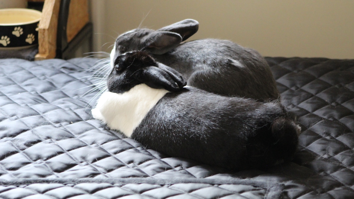 featured-image-keeping- rabbits-indoors