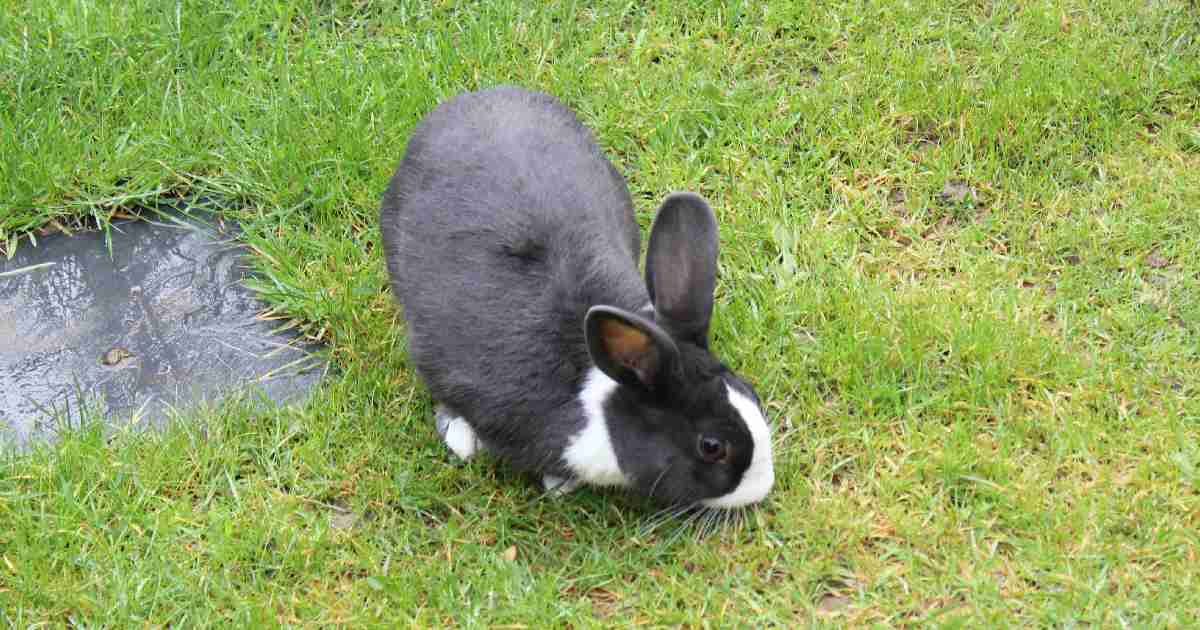 featured-image-bunny-rabbit