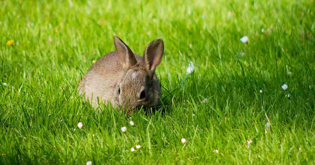 featured-image-feeding-rabbits