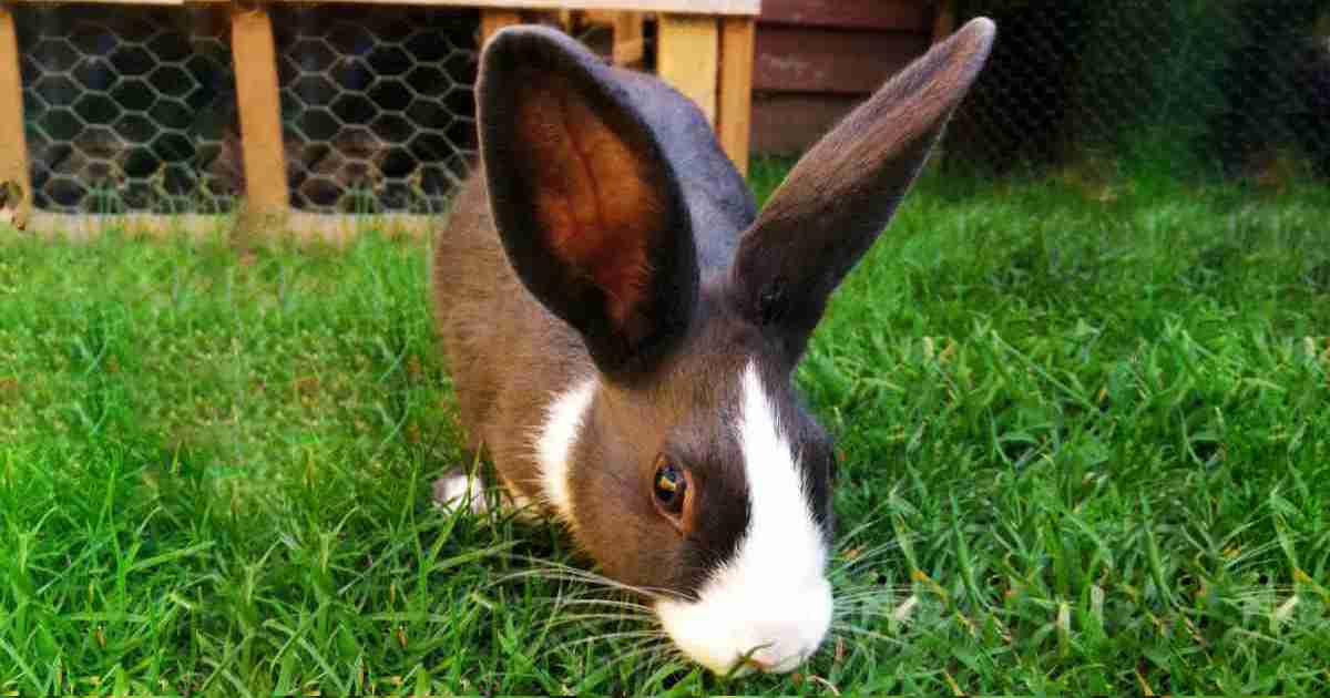 featured image free range pet rabbit