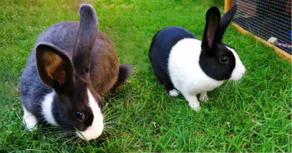 featured-image-free-range-rabbits