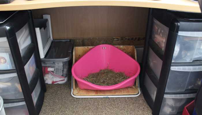 rabbits-toilet-under-my-desk