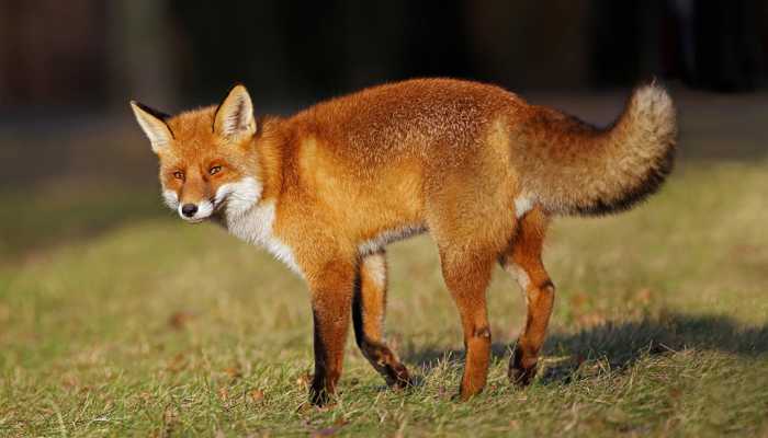 red-fox-in-the-middle-of-a-field