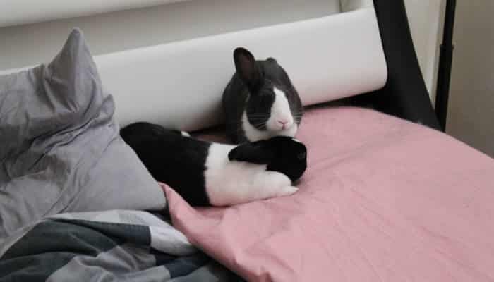 My-free-roaming-rabbits-relaxing-on-my-bed
