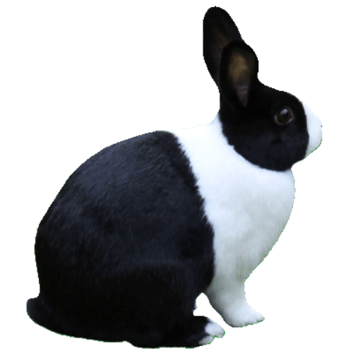 about-dutch-rabbit-babe-in-a-white-background