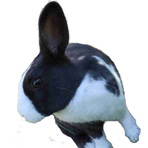 about-dutch-rabbit-bob-in-a-white-background