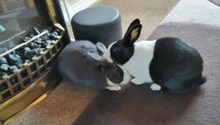 owning-a-rabbit-babe-and-bob- mutual-grooming