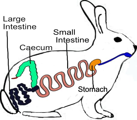 illustration-of-the-rabbits-digestive-tract