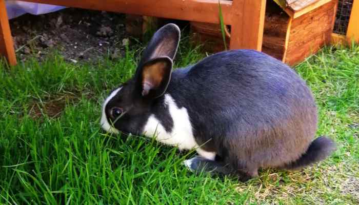 Bunny-rabbit-Bob-in-the-garden-pre-neutering.