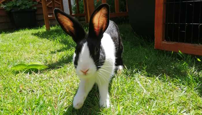 neutering-rabbits-four-month-old-babe-on-the-lawn