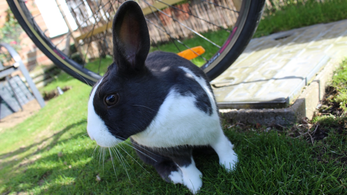 featured-image-bunny-rabbit-bob