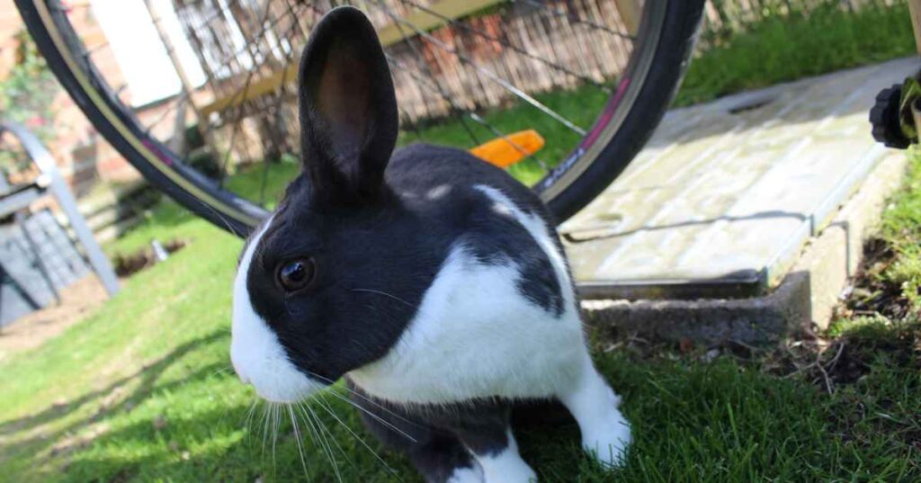 featured-image-bunny- rabbit-Bob