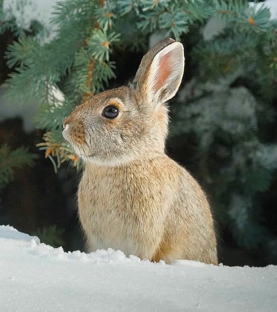 featured-image-wild-rabbit-in-snowy-landscape